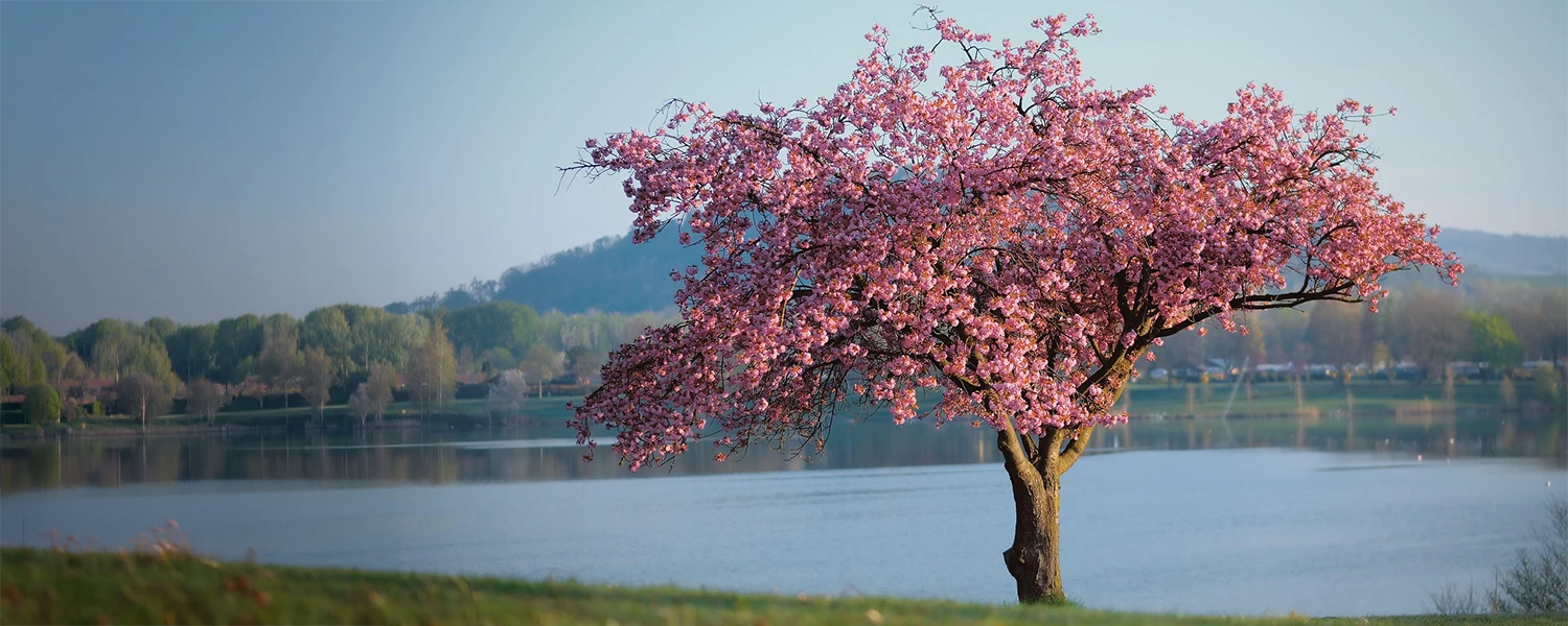 Chiropractic Milford CT Spring Themed Special